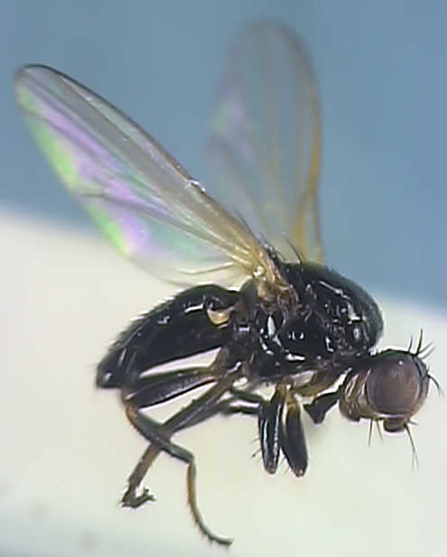 Piophila casei